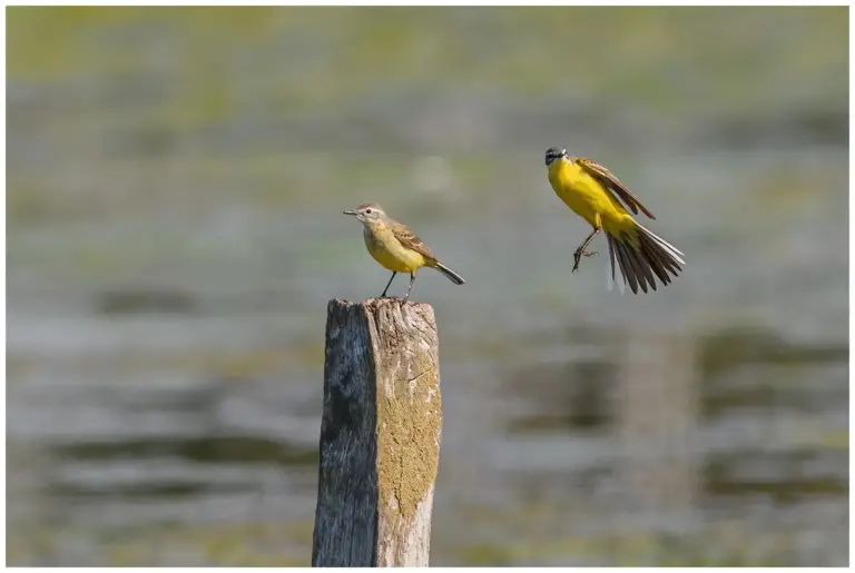 Gulärla - (Yellow Wagtail) - hona på en stolpe och hanen i luften bakom