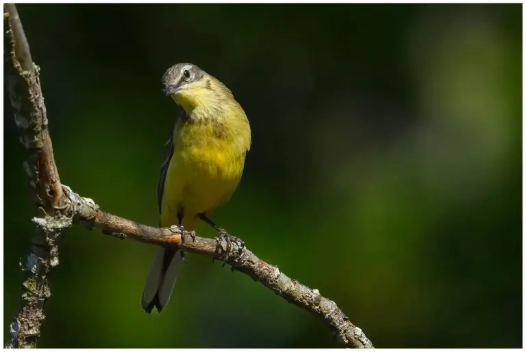 Gulärla - (Yellow Wagtail) - på en gren med huvudet på sne