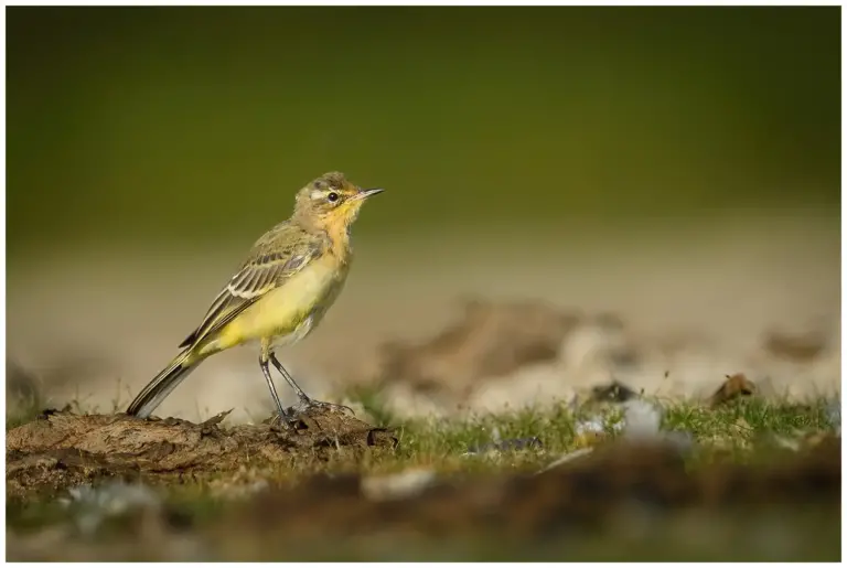 Gulärla - (Yellow Wagtail)