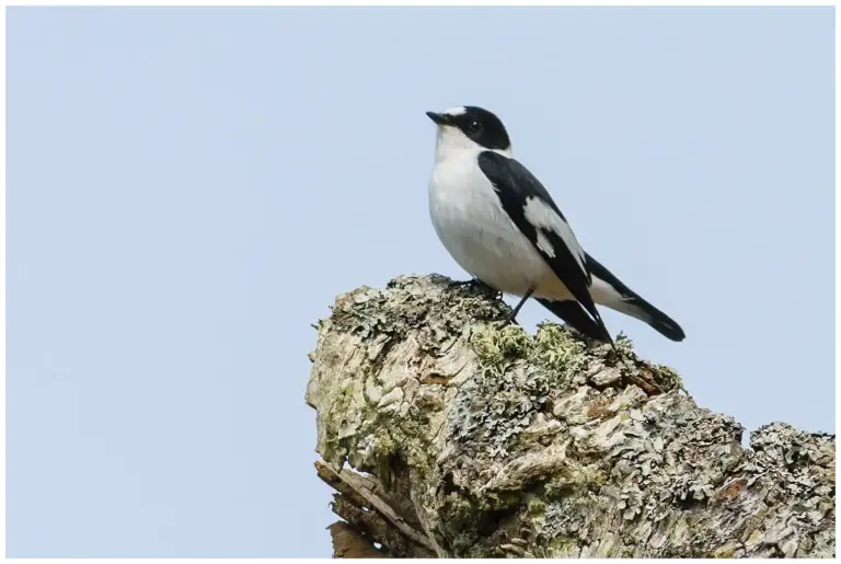 Halsbandsflugsnappare – (Collared Flycatcher)