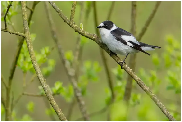 Halsbandsflugsnappare – (Collared Flycatcher)