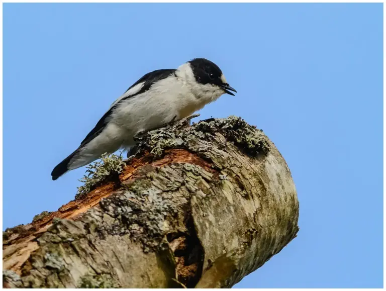 Halsbandsflugsnappare – (Collared Flycatcher)