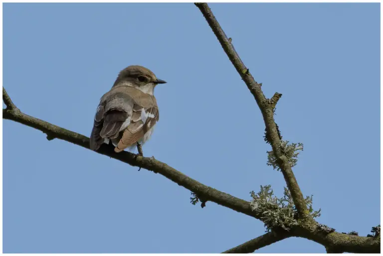 Halsbandsflugsnappare – (Collared Flycatcher) - hona