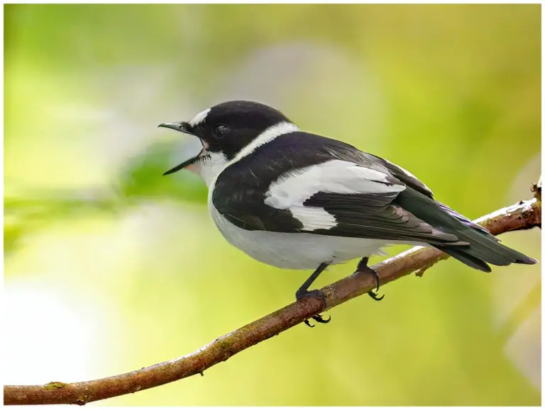 Halsbandsflugsnappare – (Collared Flycatcher) -hane sjunger