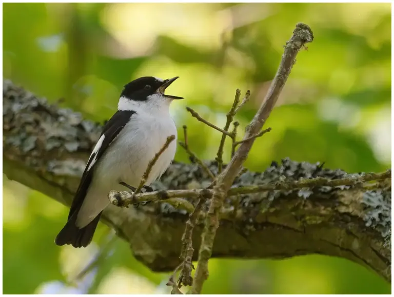 Halsbandsflugsnappare – (Collared Flycatcher) - sjungande