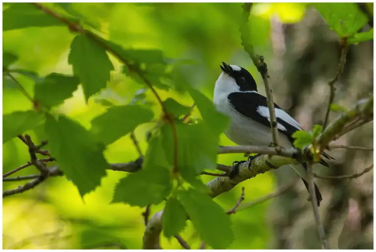 Halsbandsflugsnappare – (Collared Flycatcher)