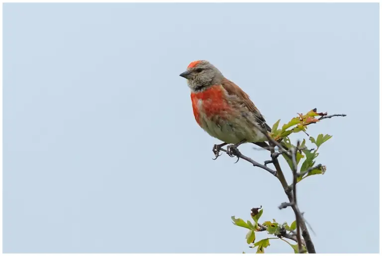 Hämpling - (Common Linnet)