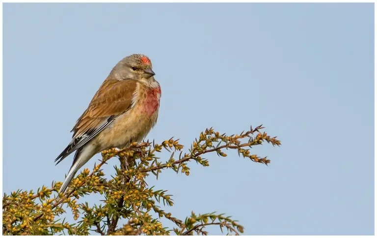 Hämpling - (Common Linnet)