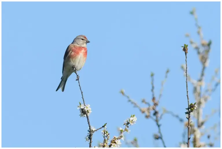 Hämpling - (Common Linnet)