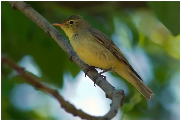 härmsångare - (Icterine Warbler)