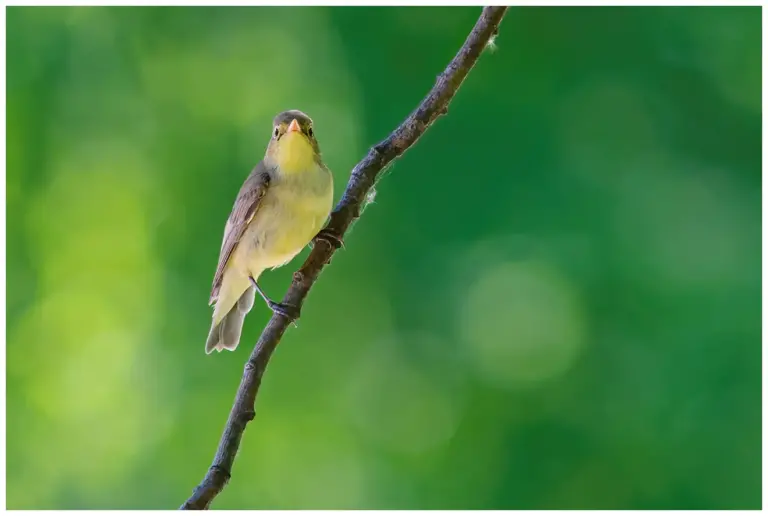 härmsångare - (Icterine Warbler)