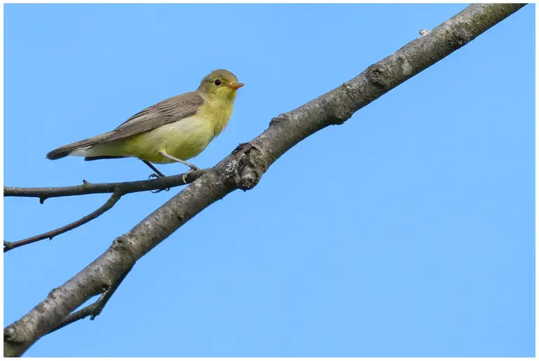 härmsångare - (Icterine Warbler)