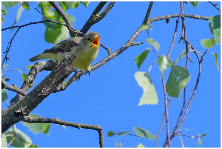 härmsångare - (Icterine Warbler) - sjunger