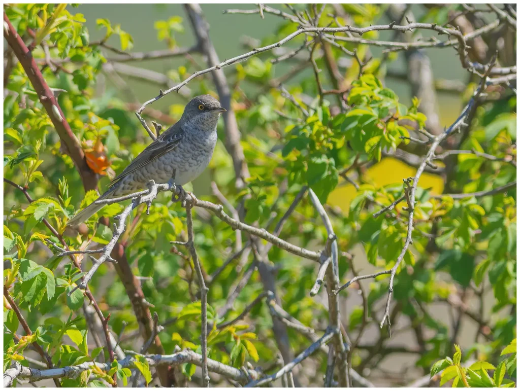 Höksångare - Barred Warbler höksångare