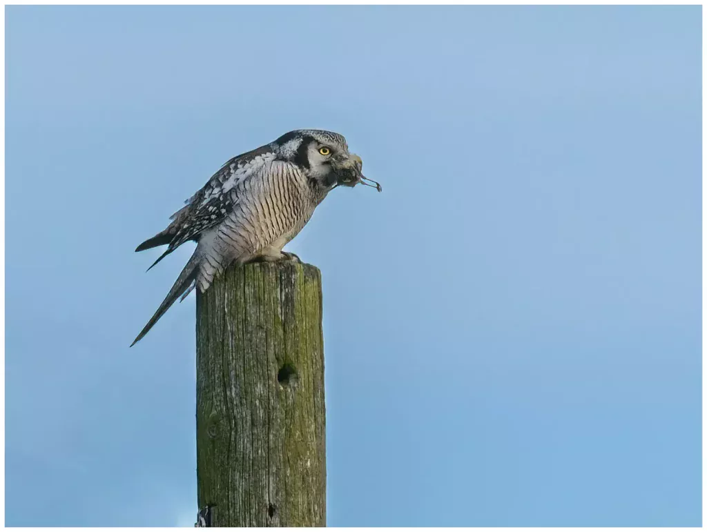 Hökuggla Northern Hawk Owl sitter på toppen av en stolpe med slagen fågel i näbben