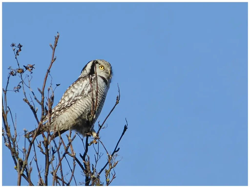 Hökuggla Northern Hawk Owl