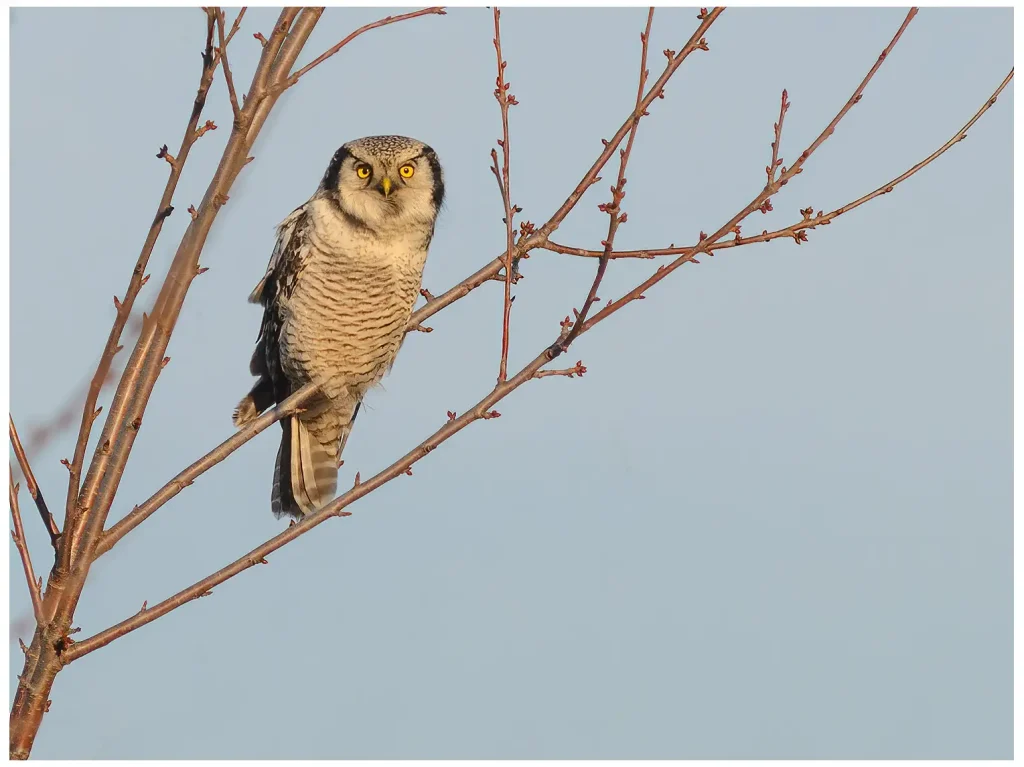 Hökuggla Northern Hawk Owl