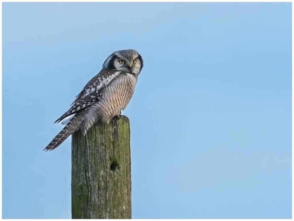 Hökuggla Northern Hawk Owl på toppen av en stople