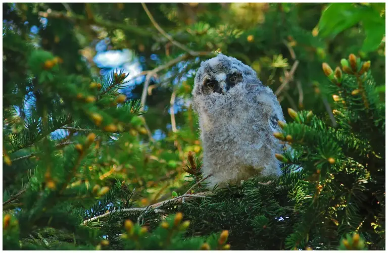 Hornuggla - (Long-eared Owl) - unge