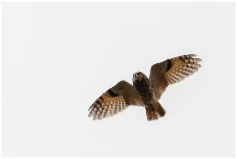 Hornuggla - (Long-eared Owl) - flyger