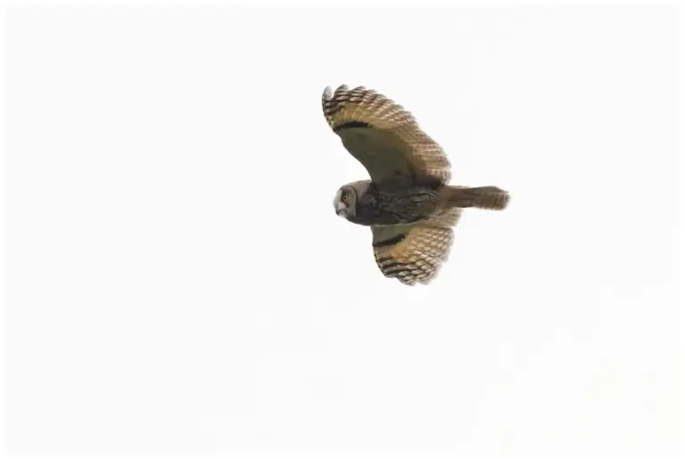 Hornuggla - (Long-eared Owl)