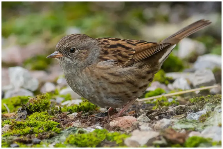 järnsparv - dunnock - prunella modularis