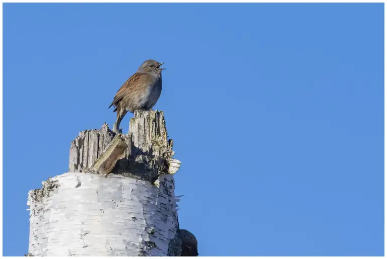 järnsparv - dunnock - prunella modularis