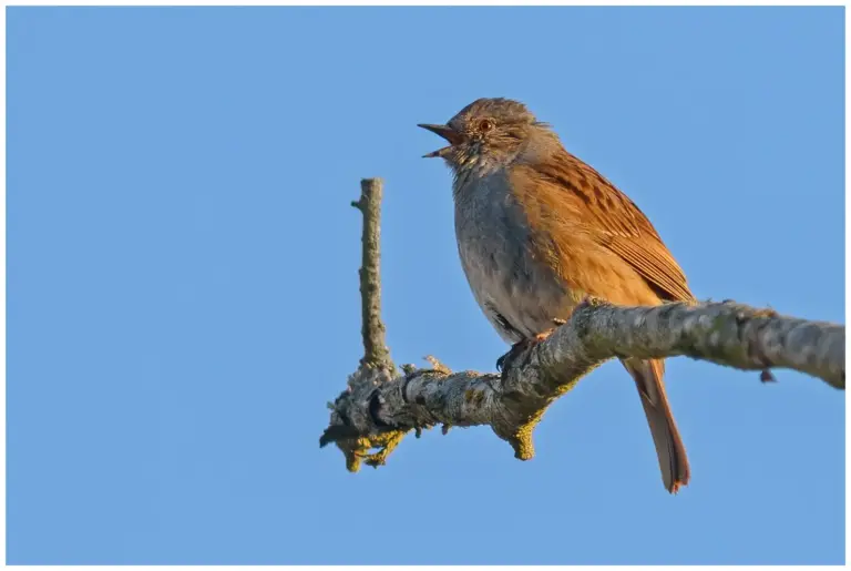 järnsparv - dunnock - prunella modularis