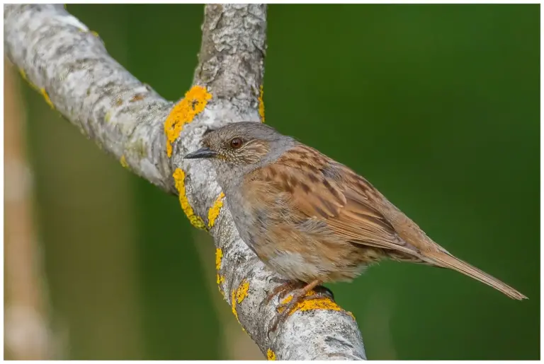 järnsparv - dunnock - prunella modularis