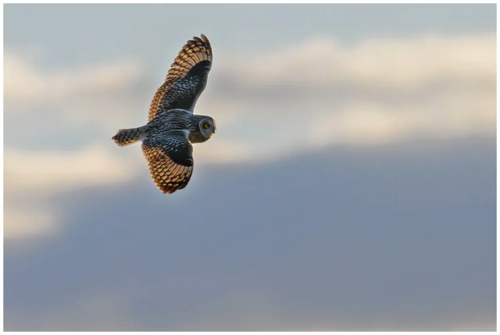 Jorduggla - Short-eared Owl flygande i motljus