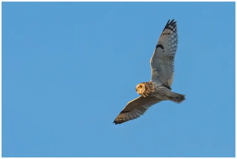 Jorduggla - (Short-eared Owl) - flygande