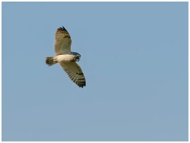 Jorduggla - (Short-eared Owl)