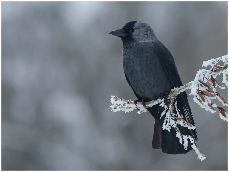 Kaja - (Western Jackdaw)