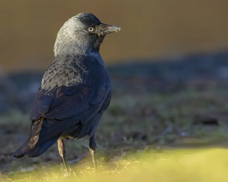 Kaja - (Western Jackdaw)