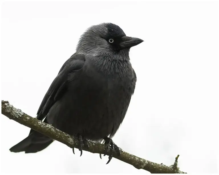 Kaja - (Western Jackdaw)