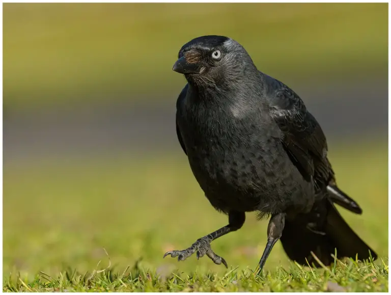 Kaja - (Western Jackdaw)