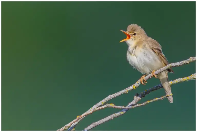 Kärrsångare – (Marsh Warbler)