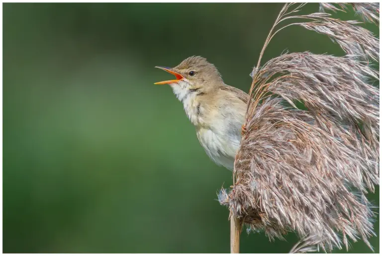 Kärrsångare – (Marsh Warbler)