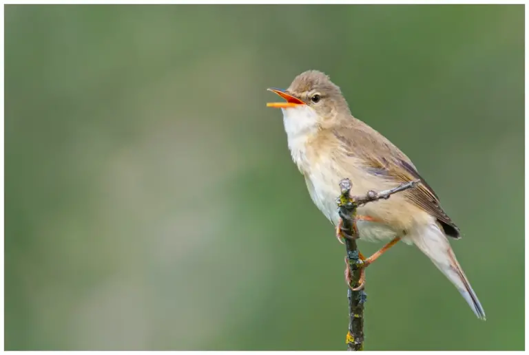 Kärrsångare – (Marsh Warbler)