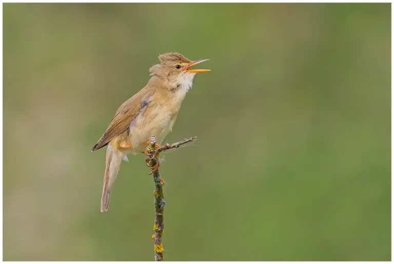 Kärrsångare – (Marsh Warbler) - sjungande