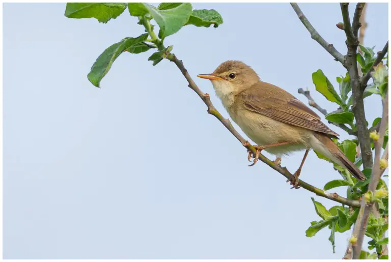 Kärrsångare – (Marsh Warbler)