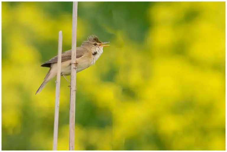 Kärrsångare – (Marsh Warbler)