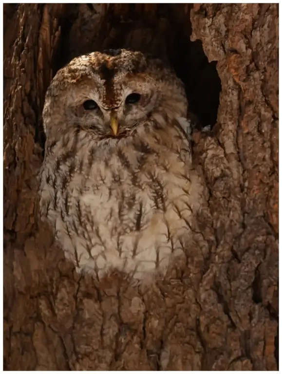 Kattuggla - (Tawny Owl)