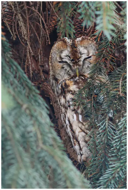 Kattuggla - (Tawny Owl)