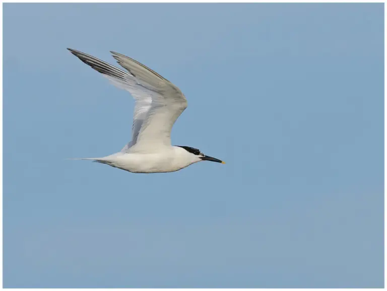 Kentsk Tärna - (Sandwich Tern)