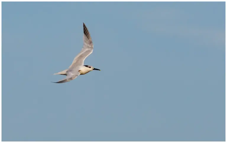 Kentsk Tärna - (Sandwich Tern)