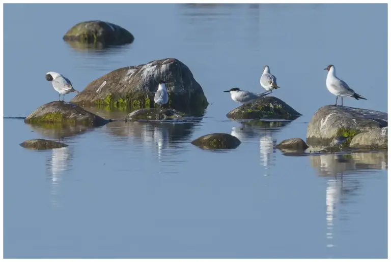 Kentsk Tärna - (Sandwich Tern)