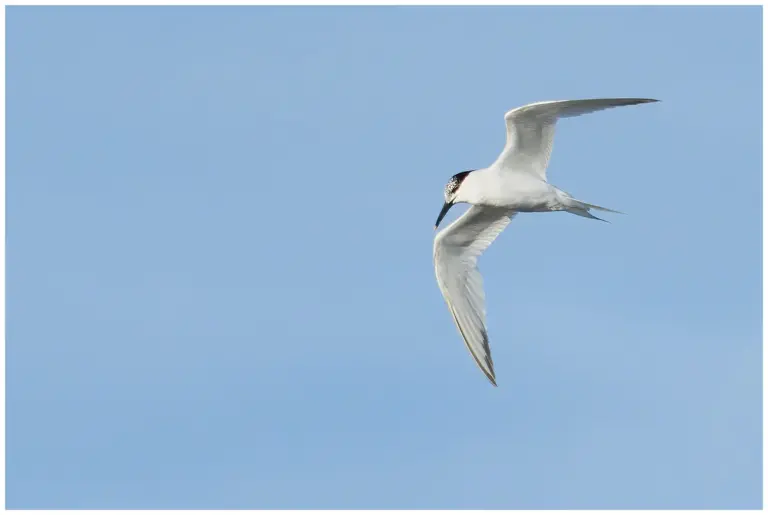 Kentsk Tärna - (Sandwich Tern)