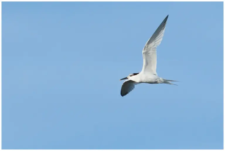 Kentsk Tärna - (Sandwich Tern)