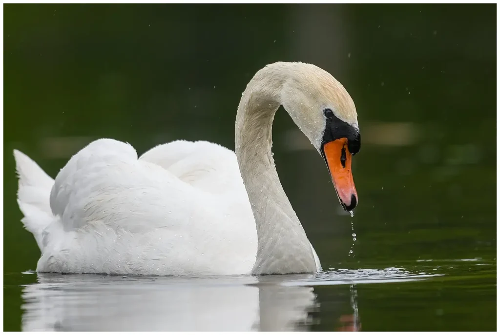 Knölsvan - (Mute Swan)